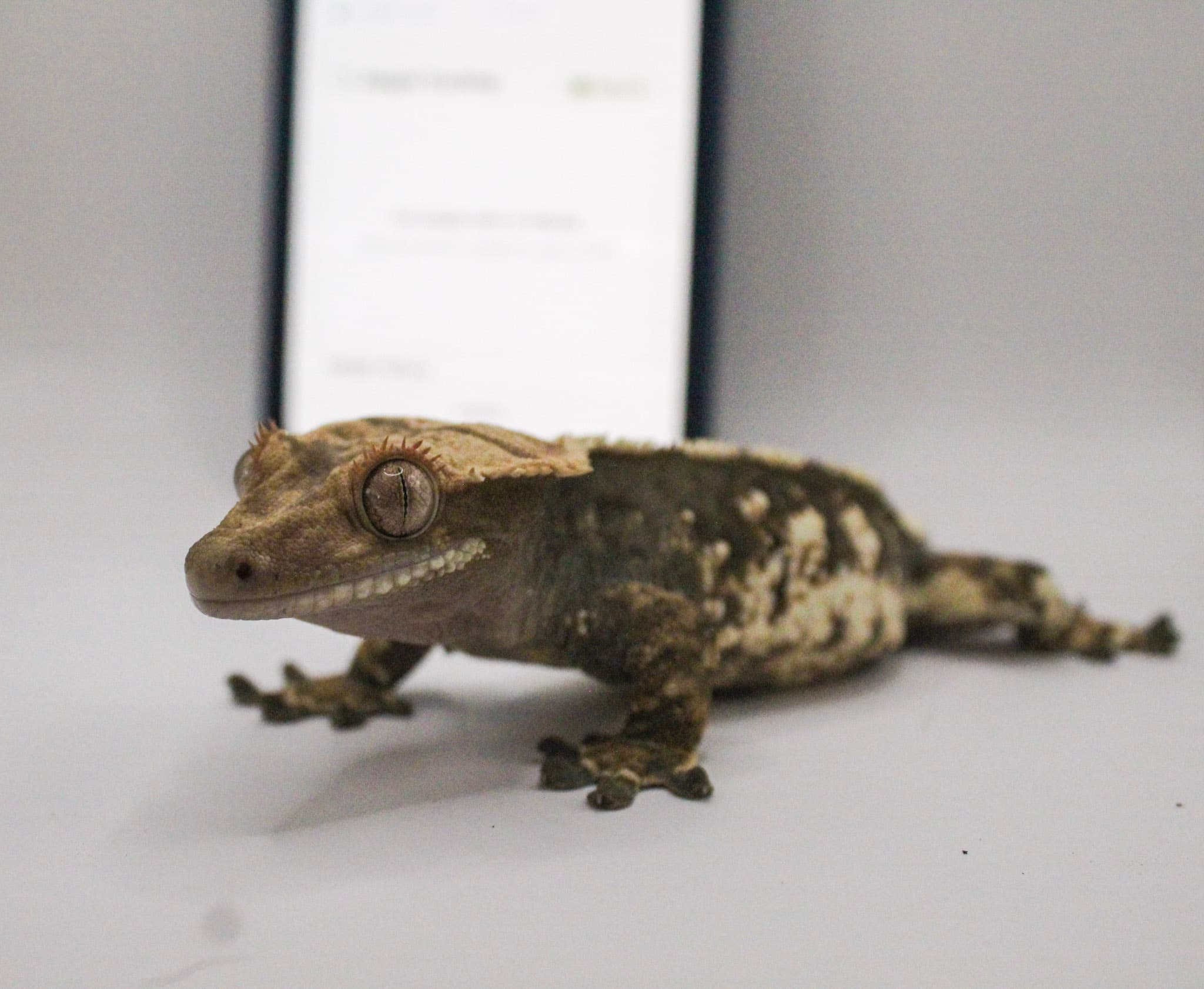 Crested gecko from the Geckistry breeding program
